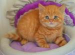 British Misha - British Shorthair Kitten For Sale - Empire State&comma; NY&comma; US