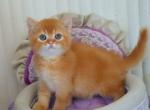 British Moshe - British Shorthair Kitten For Sale - Empire State&comma; NY&comma; US