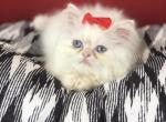 Kitten 2 Everest & Lyric Litter Himalayan - Himalayan Kitten For Sale - Quincy&comma; IN&comma; US
