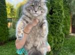 Blue Silver Maine Coon Female - Maine Coon Kitten For Sale - NY&comma; US