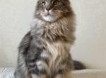 Polydacty Blue Silver Maine Coon Female - Maine Coon Kitten For Sale - NY&comma; US
