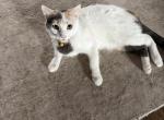 Nala - Domestic Kitten For Adoption - TX&comma; US