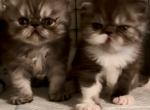 Cali's Kittens - Persian Kitten For Sale - 