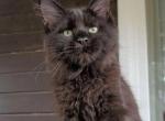 Black Maine Coon Male - Maine Coon Kitten For Sale - NY&comma; US