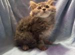 you choose - Maine Coon Kitten For Sale - 