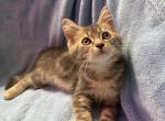 You choose - Maine Coon Kitten For Sale - 