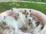 Balinese Kittens - Domestic Kitten For Adoption - Tracy&comma; CA&comma; US
