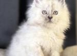 Ghost - Maine Coon Kitten For Sale - Ambridge&comma; PA&comma; US