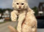 Ghost - Maine Coon Kitten For Sale - Ambridge&comma; PA&comma; US