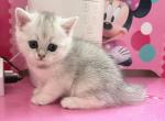 Tom 2 - British Shorthair Kitten For Sale - Brooklyn&comma; NY&comma; US