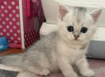 Bella 1 - British Shorthair Kitten For Sale - Brooklyn&comma; NY&comma; US