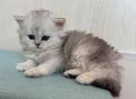 Bella longhair - British Shorthair Kitten For Sale - Brooklyn&comma; NY&comma; US
