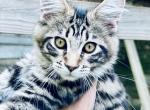 Main coon - Maine Coon Kitten For Sale - Toccoa&comma; GA&comma; US
