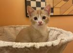 Mini - Domestic Kitten For Sale - Philadelphia&comma; PA&comma; US