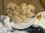 Halloween Ragdoll Kitties - Ragdoll Kitten For Sale - Puyallup&comma; WA&comma; US