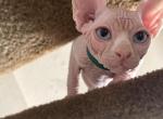 Honey - Sphynx Kitten For Sale - San Gabriel&comma; CA&comma; US