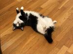 Nunu - American Shorthair Cat For Sale - Malden&comma; MA&comma; US