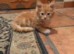 Bart - Maine Coon Kitten For Sale - Van Nuys&comma; CA&comma; US