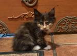 Becky - Maine Coon Kitten For Sale - 