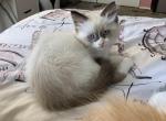 Lilas litter - Ragdoll Kitten For Sale - Philadelphia&comma; PA&comma; US