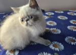 Sapphire - Exotic Kitten For Sale - Gurnee&comma; IL&comma; US