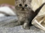 Oliver - Persian Kitten For Sale - New Smyrna&comma; FL&comma; US