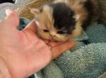 Maui - Persian Kitten For Sale - Medway&comma; OH&comma; US