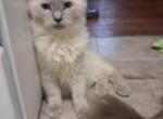 Tica mink ragdoll - Ragdoll Kitten For Sale - 