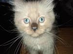 Tica Ragdoll Theo - Ragdoll Kitten For Sale - Pittsburgh&comma; PA&comma; US