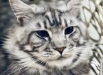 Mufasa - Maine Coon Cat For Sale - Arcadia&comma; FL&comma; US