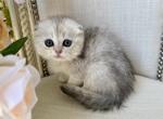 Scottish Fold Silver Chinchilla Female - Scottish Fold Kitten For Sale - Orlando&comma; FL&comma; US