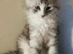 Yuri Black silver - Siberian Kitten For Sale - New York&comma; NY&comma; US