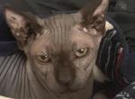 Oddy - Sphynx Cat For Sale - Glen Ellyn&comma; IL&comma; US