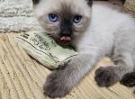 Sealpoint Male - Siamese Kitten For Sale - Willington&comma; CT&comma; US
