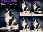 Luna's Black and White - Maine Coon Kitten For Sale - 
