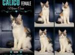 Sassy's Calico - Maine Coon Kitten For Sale - Turney&comma; MO&comma; US