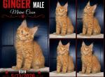 Stormy Ginger 2 - Maine Coon Kitten For Sale - Turney&comma; MO&comma; US