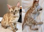 Charcoal Sepia - Bengal Kitten For Sale - Hermann&comma; MO&comma; US