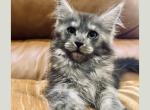 Ophelia - Maine Coon Kitten For Sale - Arcadia&comma; FL&comma; US