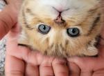 Tazz - Scottish Fold Kitten For Sale - Berlin&comma; NJ&comma; US