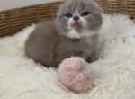 Bicolor Scottish Fold kitten - Scottish Fold Kitten For Sale - Tacoma&comma; WA&comma; US