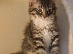 Winston - Siberian Kitten For Sale - New York&comma; NY&comma; US
