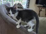 Jax - Sphynx Kitten For Sale - Germantown&comma; MD&comma; US
