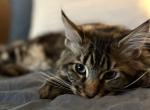 Koa - Maine Coon Kitten For Sale - Arcadia&comma; FL&comma; US
