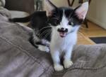 Jaime - Sphynx Kitten For Sale - Middleburg&comma; FL&comma; US