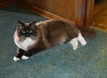 Pepsi - Ragdoll Cat For Sale/Retired Breeding - WI&comma; US