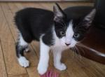 Junie - Sphynx Kitten For Sale - Middleburg&comma; FL&comma; US