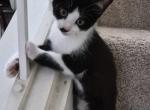 Joanie - Sphynx Kitten For Sale - Germantown&comma; MD&comma; US