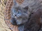 Greenjack Apex NC - Siberian Kitten For Sale - Apex&comma; NC&comma; US