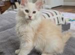 Litter T male - Maine Coon Kitten For Sale - 